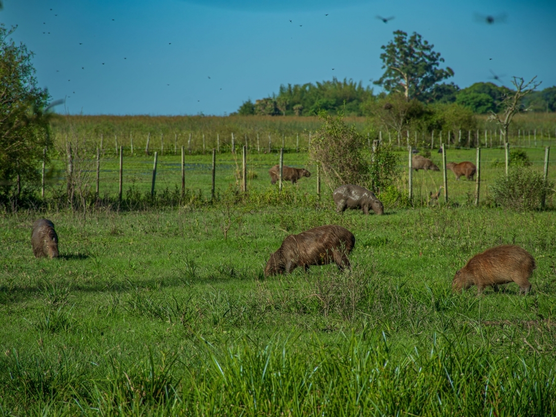 POSADA HOTEL 60 HECTAREAS EN VENTA ESTEROS DEL IBER� CORRIENTES 